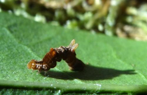Apeira syringaria